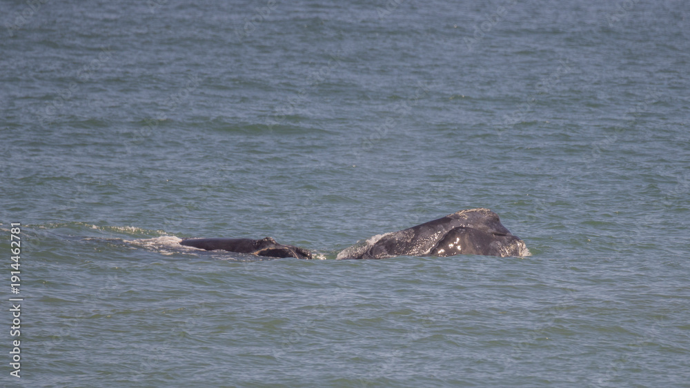 Fototapeta premium An endangered northern right whale mother calf pair with both animals slightly above the water. 