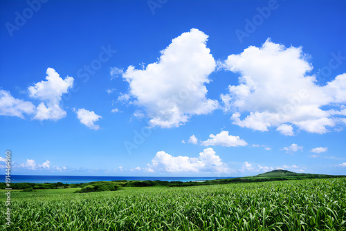 サトウキビ畑の向こうに広がる澄み渡る空