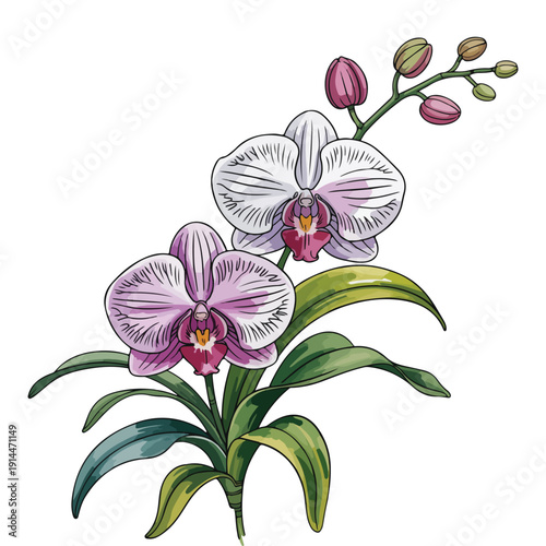 Blooming orchid flower botanical vector illustration elegant floral design isolated for decoration and beauty branding