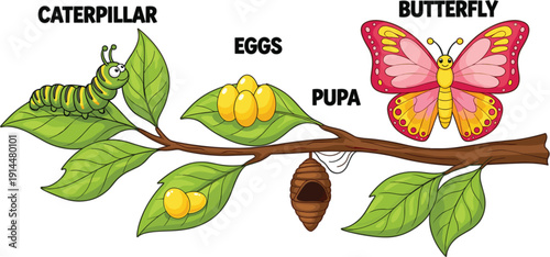Life cycle of a butterfly diagram with caterpillar eggs pupa and beautiful pink butterfly on green leaf branch illustration.