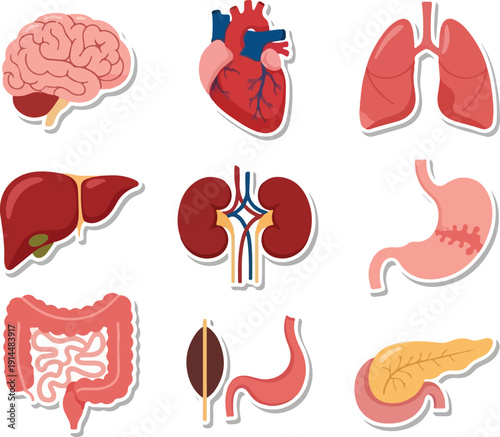 Detailed Medical Illustrations of Human Organs Including Brain, Heart, and Digestive System from Various Anatomical Viewpoints