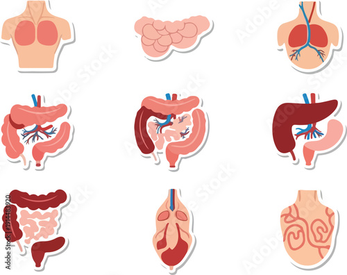 Illustration of human digestive system anatomy with detailed organs and intestines depicted in a graphic style