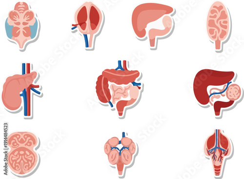 Detailed medical illustrations of human organs including kidneys, liver, and stomach in a grid layout