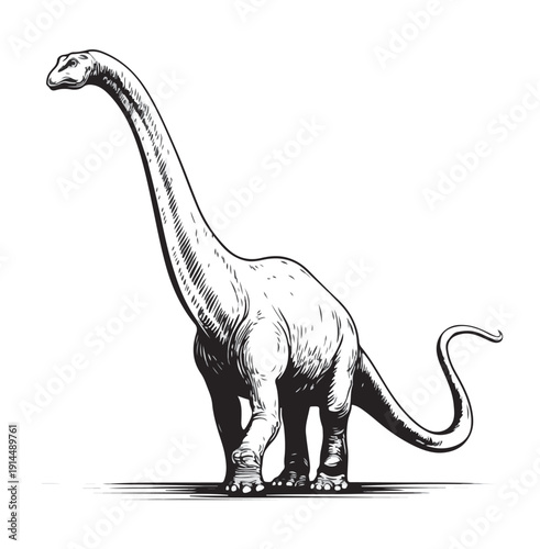 brontosaurus vector