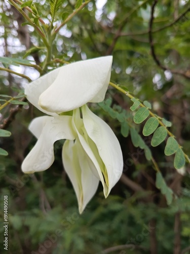 Delicate white Agati flower blooming on a branch with green foliage in natural light