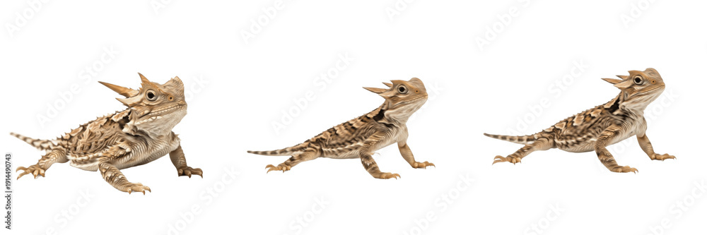 Fototapeta premium Desert Horned Lizard (Phrynosoma platyrhinos) Isolated on White Background, Full Body North American Reptile Standing on White Floor, Spiny Desert Lizard Cutout, Wildlife Stock Photo Image