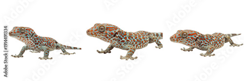 Quadro su tela Tokay Gecko (Gekko gecko) Isolated on White Background, Full Body Southeast Asia