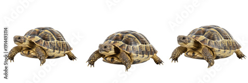 Cuadro en lienzo Russian Tortoise (Testudo horsfieldii) Isolated on White Background, Full Body C