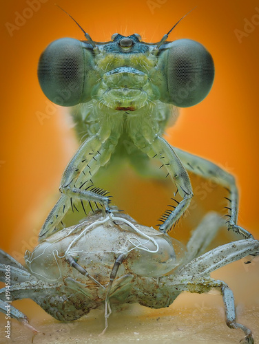 Fotografie A bright green damselfly emerges from its brown nymph exoskeleton on a leaf, sho