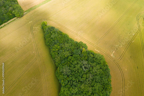 Aerial perspective of a dense green woodland forming a pointed shape surrounded by expansive golden farmland, with visible tractor lines curving through the crops under soft sunlight.