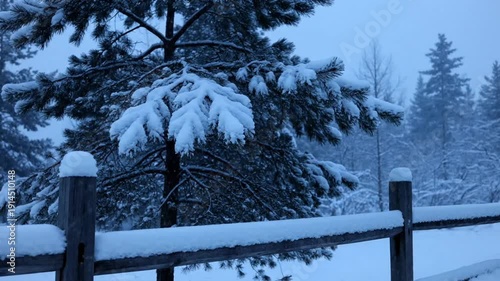 Snow-covered wooden fence and evergreen trees in winter landscape.