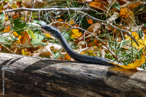 northern black racer Coluber constrictor in ambush behind fallen tree with sun shining off head scales in blue