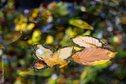 Canvas Print autumn leaves on water with surface tension in bright patches of yellow
