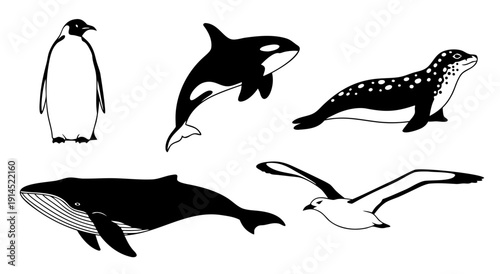 Black and white silhouette illustration of a collection of marine animals including a penguin orca leopard seal baleen whale and albatross