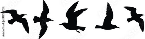 Flying seagull silhouettes set, sea bird collection in flight black vector illustration isolated on white background