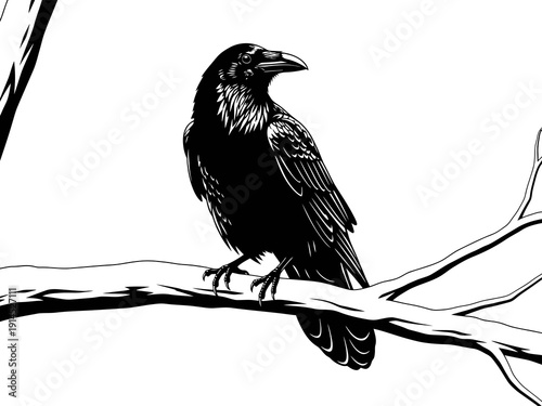 Raven on tree branch vector