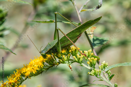 fork-tailed bush katydid Scudderia furcata on golden rod flowers