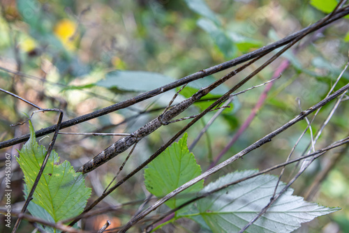 walking stick Phasmatodea blending in with bush branches