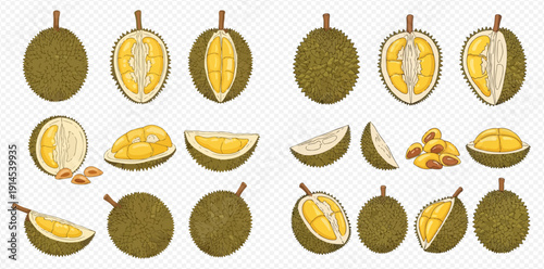 Set of fresh ripe durian fruit whole and cut in half with seeds, hand drawn vector illustration.