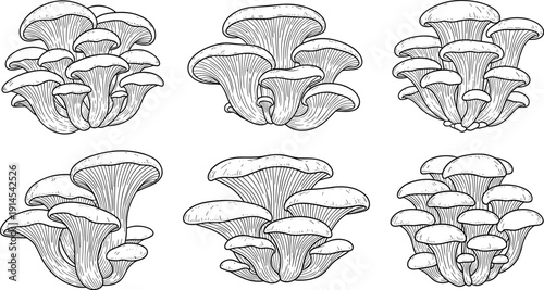 Hand drawn vector illustration set of oyster mushroom clusters isolated on white background for gourmet cooking organic food foraging and medicinal fungi designs
