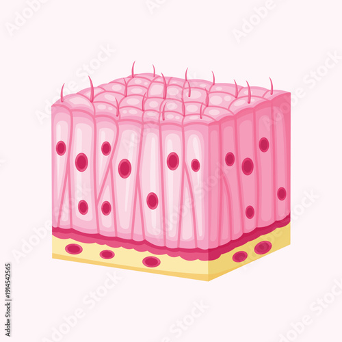 Detailed human epithelial tissue cross section illustration showing layered skin cells structure for medical, biological, and healthcare education purposes.