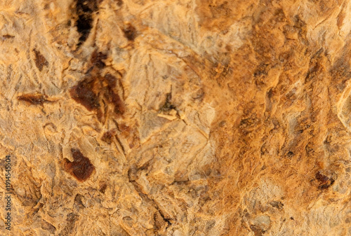 Warm Tree Bark Texture with Natural Rough Surface