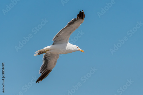 фотографія The lesser black-backed gull (Larus fuscus) glides with precision over the sea, adjusting its wings and posture as it advances in steady flight, revealing the typical elegance of seabirds