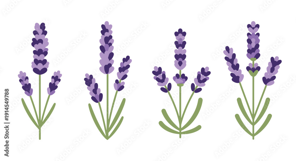 Fototapeta premium Lavender Plant Line clean creative tone vector