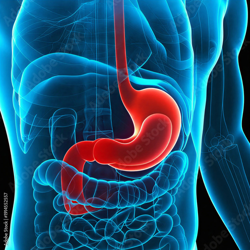 Detailed 3D medical illustration highlighting the human stomach and surrounding digestive organs within a translucent anatomical figure, emphasizing gastrointestinal health and internal body systems