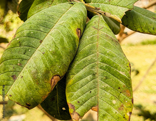 Heart Shaped Green Leaf in Natural Garden Setting