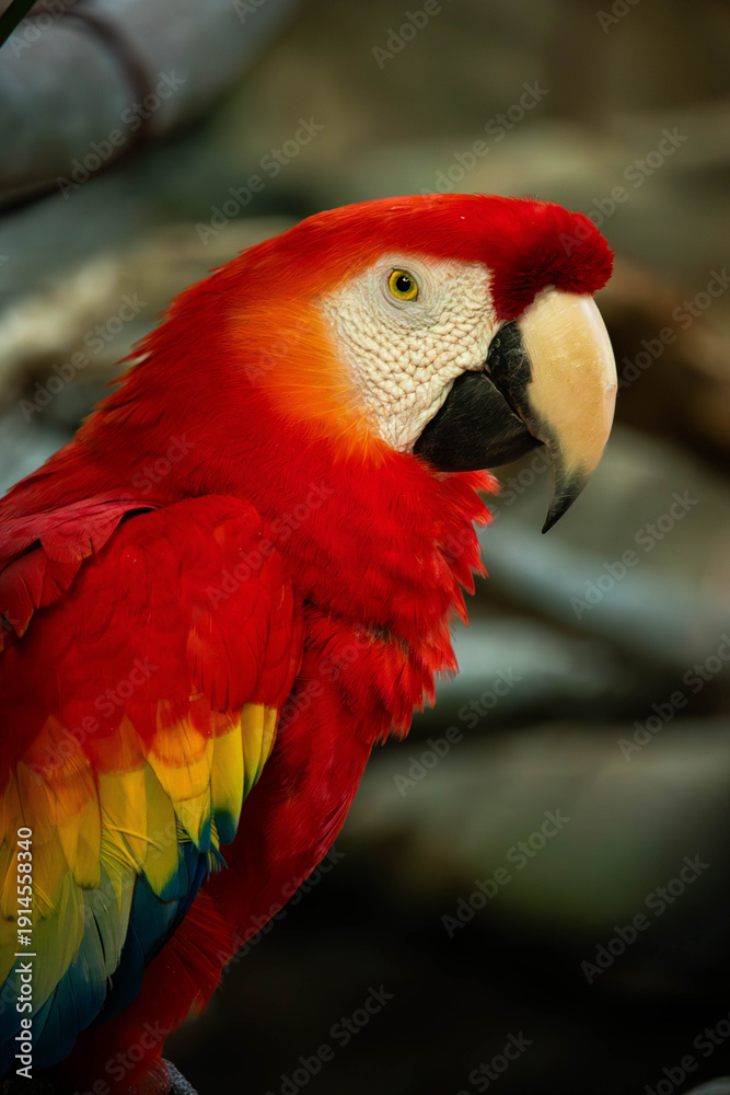 Fototapeta premium scarlet macaw portrait