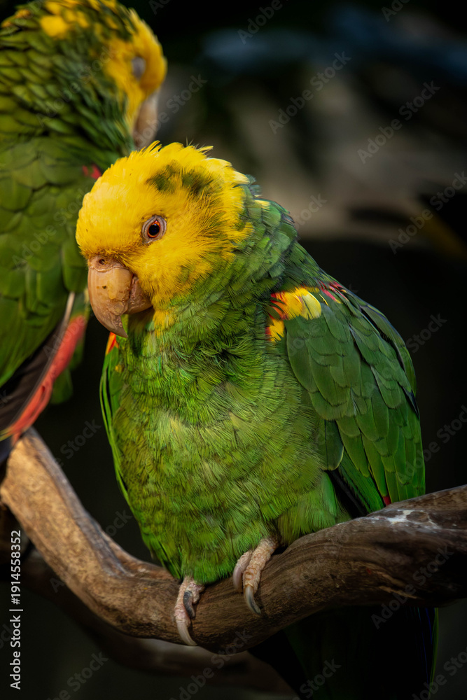 Fototapeta premium yellow and green parrot