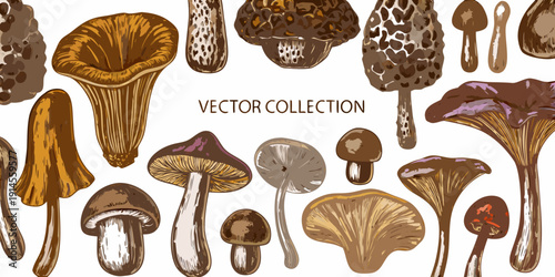 A colorful vector illustration depicting a variety of edible and wild mushrooms