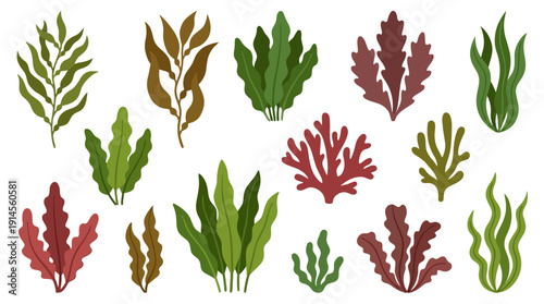 Seaweed d flat vector isolated white background