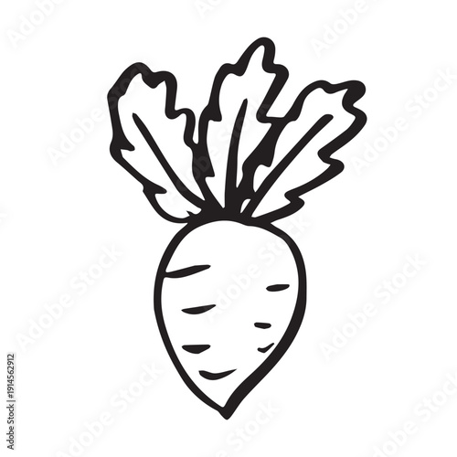 Hand drawn farm daikon radish beet beetroot plant with green leaves Fresh vegetable doodle Healthy eco food Organic garden vegetarian food For design, print, packaging, decor, kids books