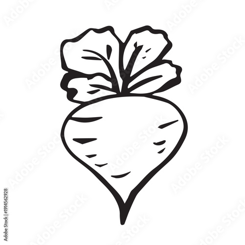 Hand drawn farm daikon radish beet beetroot plant with green leaves Fresh vegetable doodle Healthy eco food Organic garden vegetarian food For design, print, packaging, decor, kids books