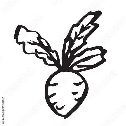 Hand drawn farm daikon radish beet beetroot plant with green leaves Fresh vegetable doodle Healthy eco food Organic garden vegetarian food For design, print, packaging, decor, kids books