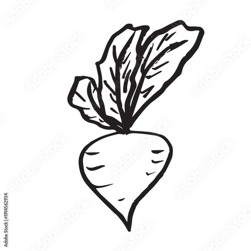 Hand drawn farm daikon radish beet beetroot plant with green leaves Fresh vegetable doodle Healthy eco food Organic garden vegetarian food For design, print, packaging, decor, kids books