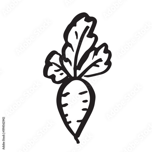 Hand drawn farm daikon radish beet beetroot plant with green leaves Fresh vegetable doodle Healthy eco food Organic garden vegetarian food For design, print, packaging, decor, kids books