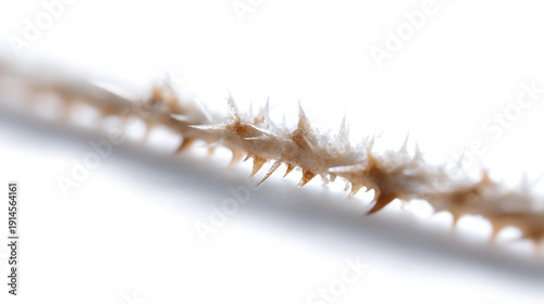 Close-up of a thorny stem. The sharp spines project outwards