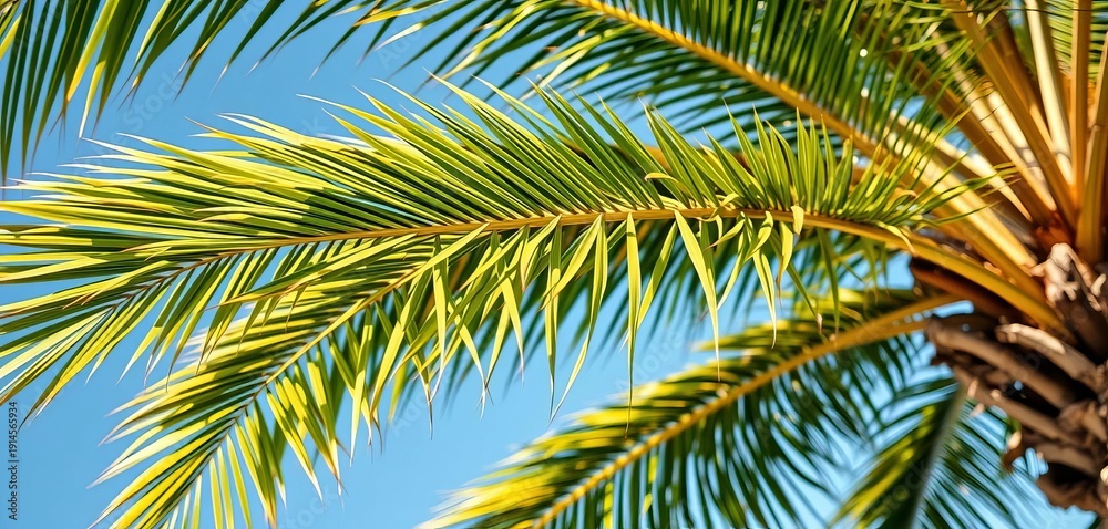 Fototapeta premium Fronds of a palm tree, swaying gently in the breeze, stock photo, foliage