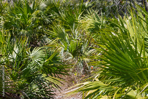 Fotografie Saw palmetto palm fronds growing in natural florida scrub