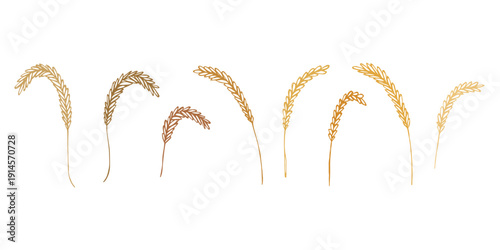 Set of hand drawn cereal wheat oat rye barley rice ears spikelet clipart Organic wheat bread agriculture farming harvest healthy food Single element for design print packaging label decor
