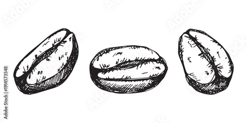 Set of hand drawn fresh roasted coffee bean Arabica robusta seed doodle Single element for design print packaging label decor