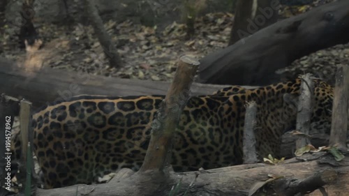 impressive jaguar showing its majesty.