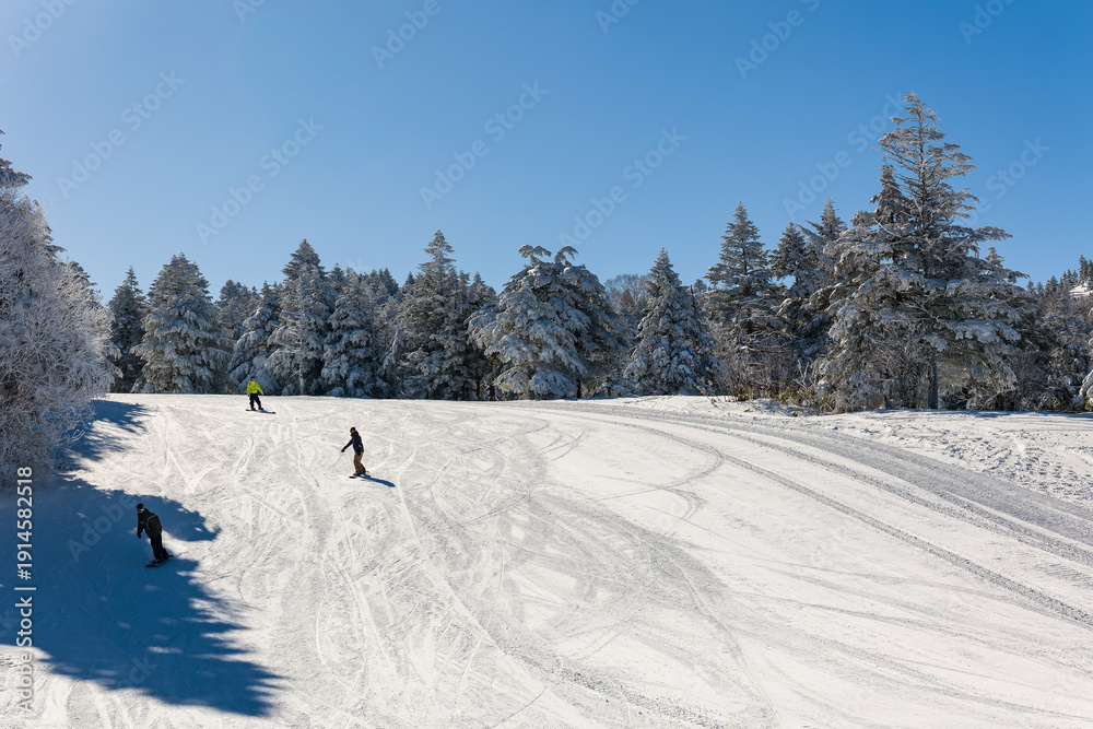 Fototapeta premium Scenic winter view of snowboarders on a white slope lined with snow-covered trees