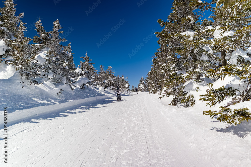 Obraz premium Beautiful winter landscape showing a snowy path through pine trees under a blue sky