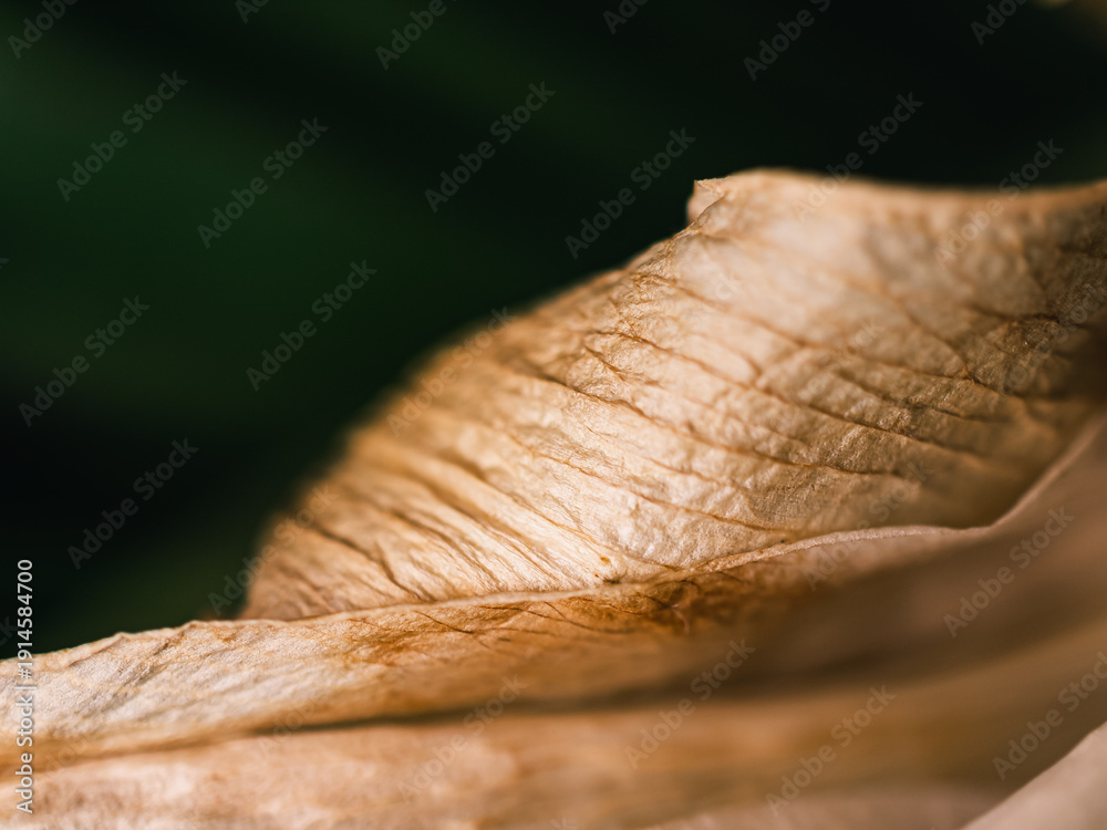 custom made wallpaper toronto digitalDry leaf