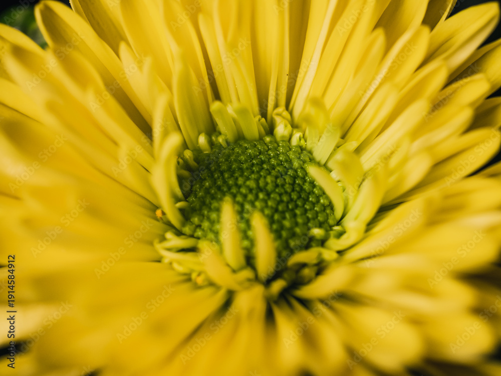 custom made wallpaper toronto digitalclose up of yellow flower