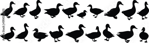 Collection of Duck Silhouettes in Various Standing and Walking Poses Isolated on White Background for Farm Design